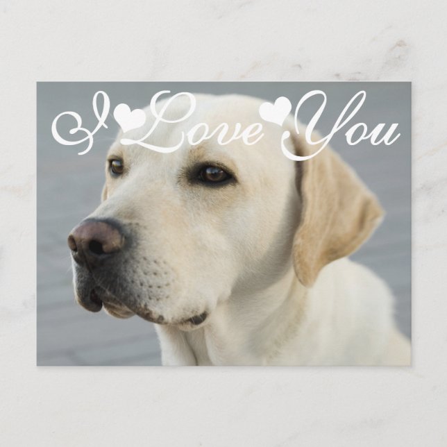 Golden Labrador Retriever Foto Image I Liebe You Postkarte (Vorderseite)