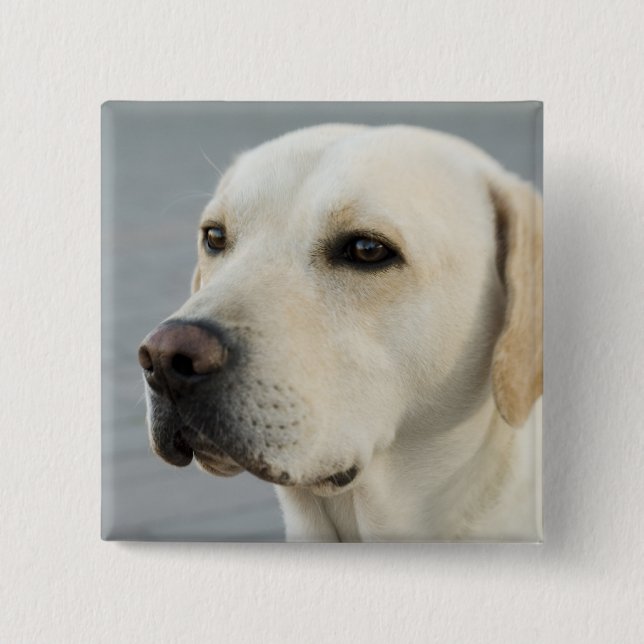 Golden Labrador Retriever Fotografie Button (Vorderseite)