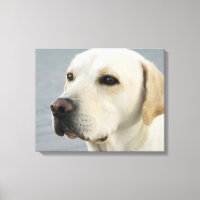 Golden Labrador Retriever Fotografie