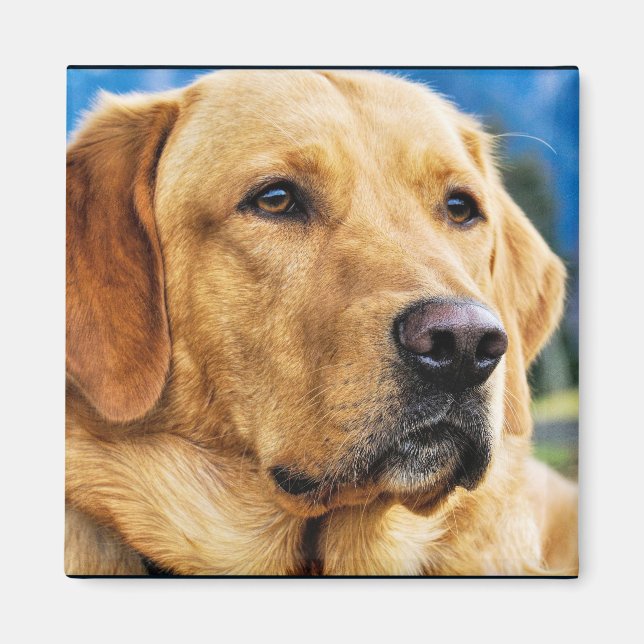 Golden Labrador Retriever Magnet (Vorne)