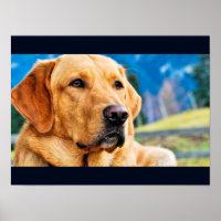 Golden Labrador Retriever