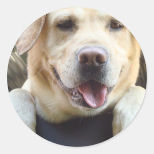 Golden Labrador Retriever Runder Aufkleber