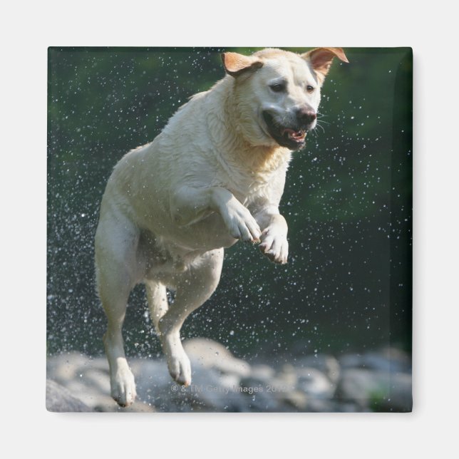 Golden Labrador Retriever springt in den Fluss Magnet (Vorne)
