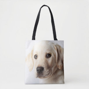 Golden Labrador Welpe