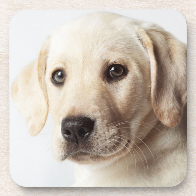 Golden Labrador Welpe Getränkeuntersetzer (Vorderseite)