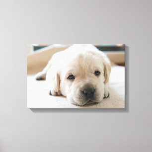 Golden Labrador Welpe Leinwanddruck