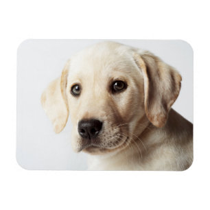 Golden Labrador Welpe Magnet