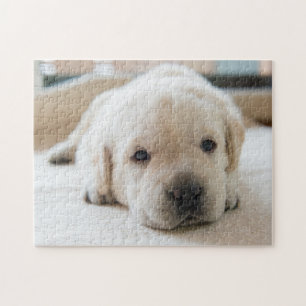 Golden Labrador Welpe Puzzle