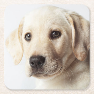 Golden Labrador Welpe Rechteckiger Pappuntersetzer