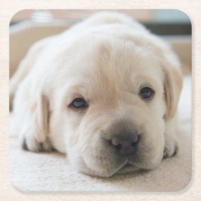 Golden Labrador Welpe Rechteckiger Pappuntersetzer (Vorderseite)