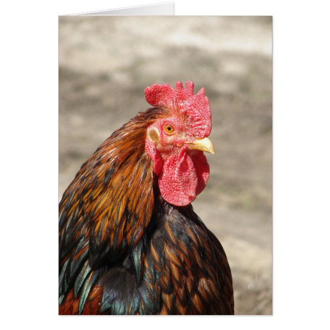 Golden Laced Bantam Cochin Rooster (Vorne)
