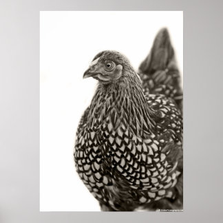 Golden Laced Wyandotte Chicken Poster