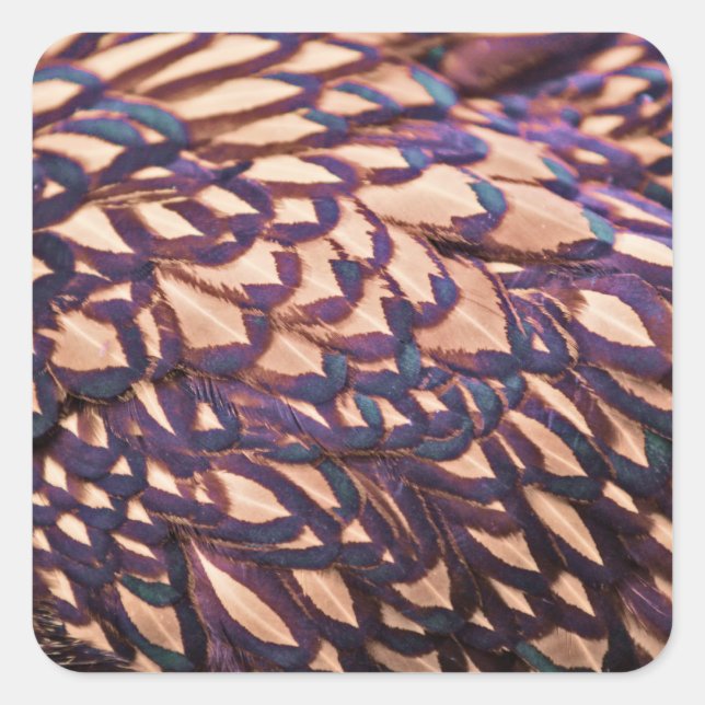 Golden Laced Wyandotte Chicken Quadratischer Aufkleber (Vorderseite)