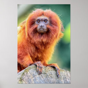 Golden Lion Tamarin auf dem nahen Holzgeländer Poster