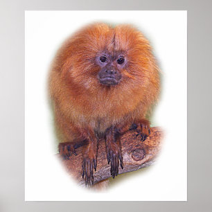 Golden Lion Tamarin, Golden Marmoset Monkey Brasil Poster