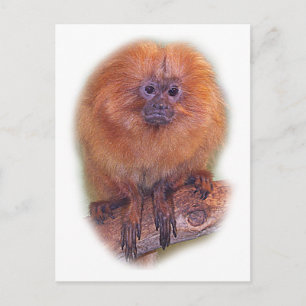 Golden Lion Tamarin, Golden Marmoset Monkey Brasil Postkarte