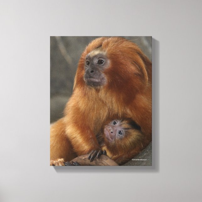 Golden Lion Tamarin mit Baby Leinwanddruck (Vorderseite)