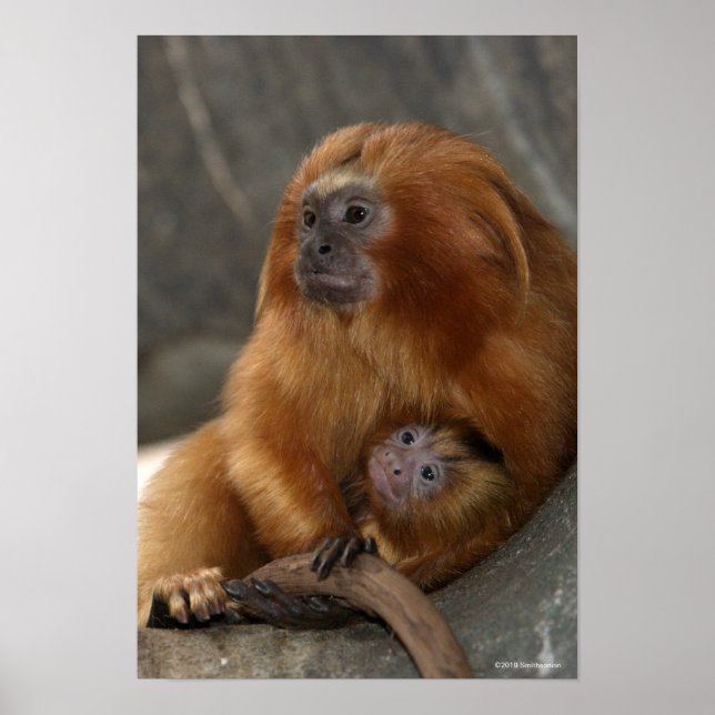 Golden Lion Tamarin mit Baby Poster (Vorne)