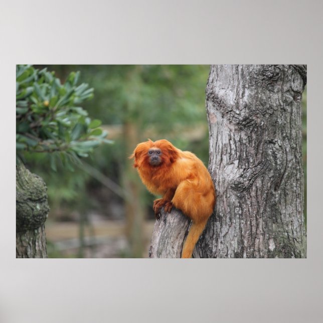 Golden Lion Tamarin Poster (Vorne)
