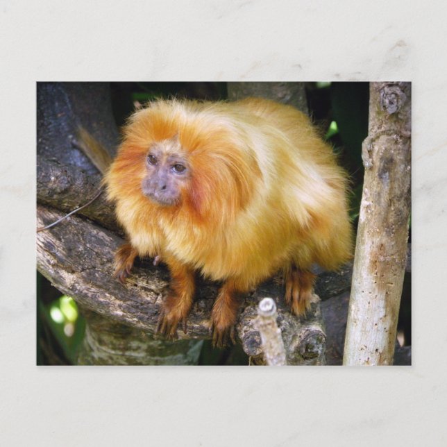 Golden Lion Tamarin Postkarte (Vorderseite)