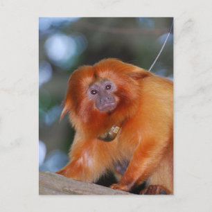 Golden Lion Tamarin Postkarte