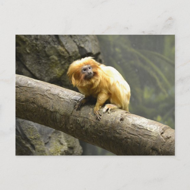 Golden Lion Tamarin Postkarte (Vorderseite)