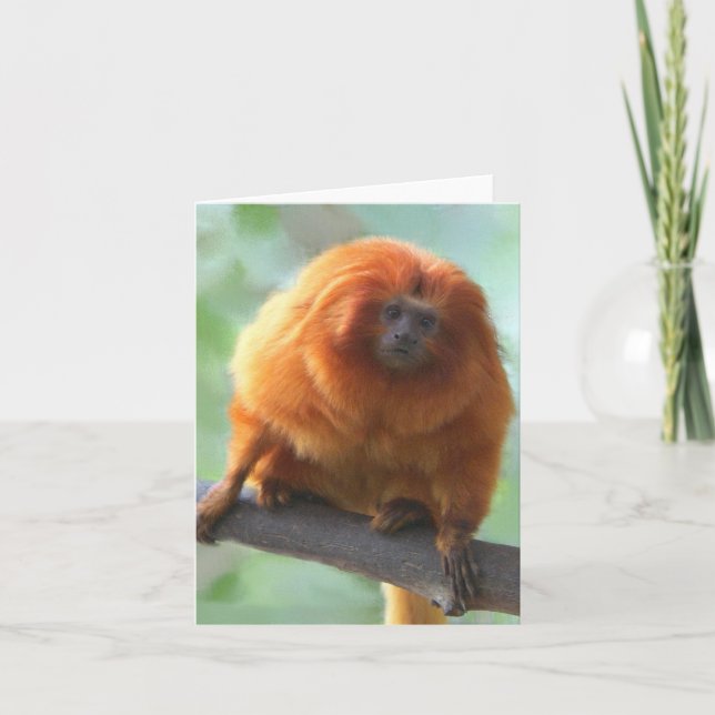Golden-Löwe Tamarin-Mitteilungskarten Karte (Vorderseite)