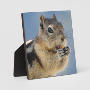 Golden Mantled Ground Squirrel Desktop Plaque Fotoplatte