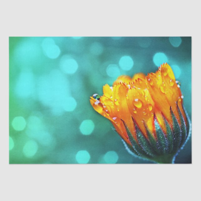 Golden Marigold auf Aquamarin Bokeh Seidenpapier (Vorderseite)