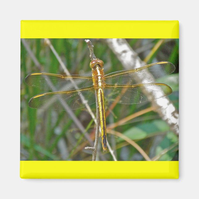 Golden Meadowhawk (Sympetrum) Dragonfly Items Magnet (Vorne)