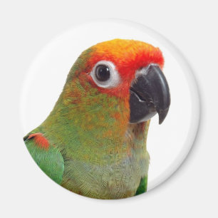Golden-mit einer Kappe bedecktes conure Magnet
