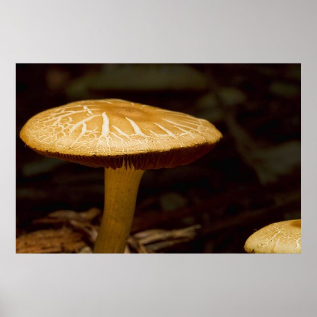 Golden Morning Poster (Vorne)