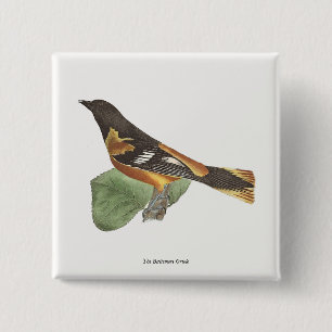 Golden oder Baltimore Oriole (Icterus galbula) Button