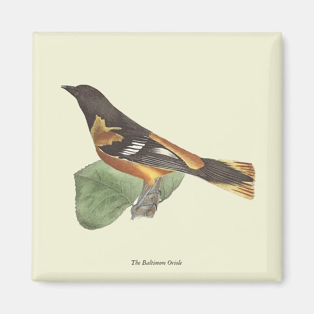 Golden oder Baltimore Oriole (Icterus galbula) Magnet (Vorne)