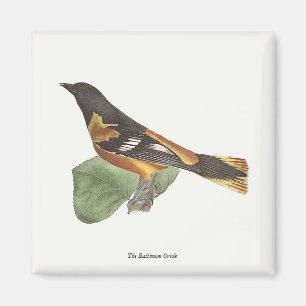 Golden oder Baltimore Oriole (Icterus galbula) Magnet
