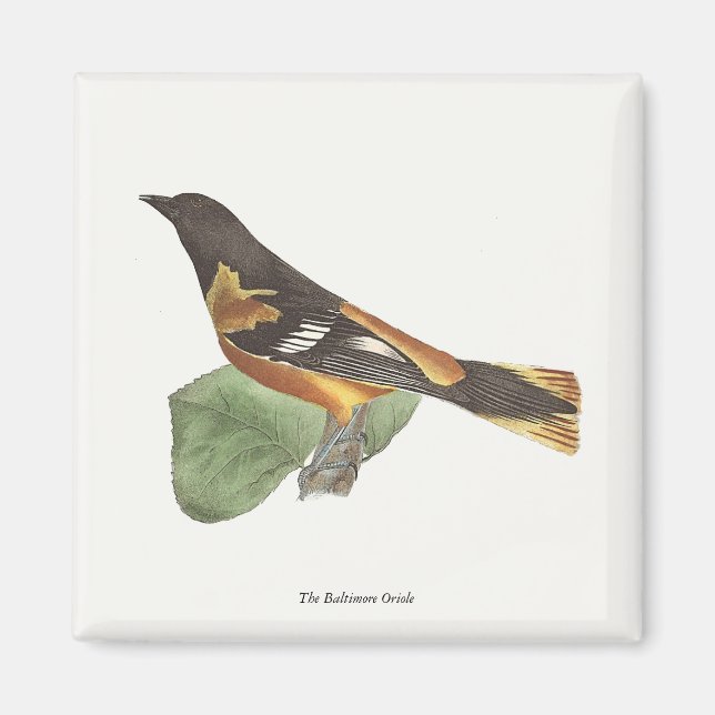Golden oder Baltimore Oriole (Icterus galbula) Magnet (Vorne)