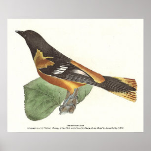 Golden oder Baltimore Oriole (Icterus galbula) Poster