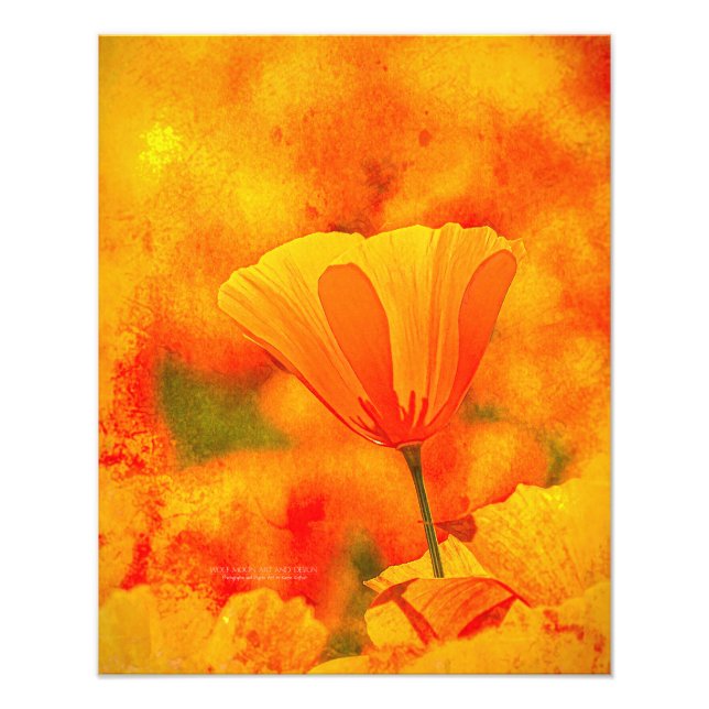 Golden Orange California Mohn "Land of Orange" Fotodruck (Vorne)