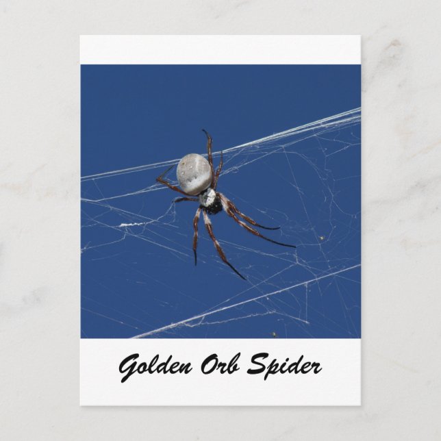 Golden Orb Spider Postkarte (Vorderseite)