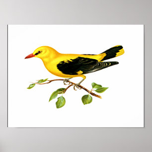 Golden Oriole Poster