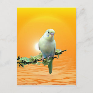 Golden Parakeet Postkarte