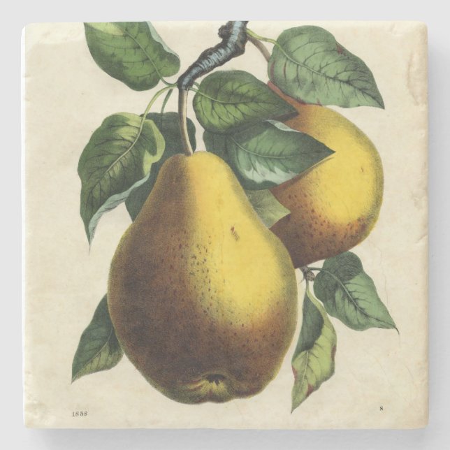 Golden Pears Square Steinuntersetzer (Vorderseite)