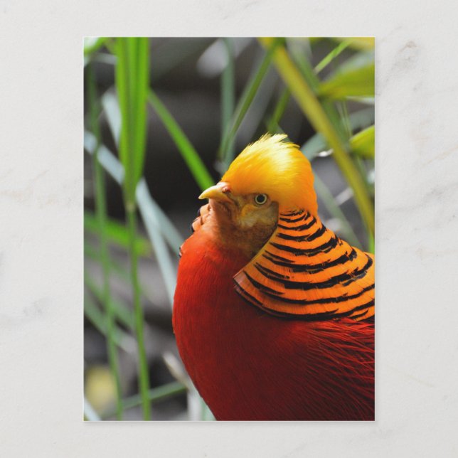 Golden Pheasant Bird Postkarte (Vorderseite)