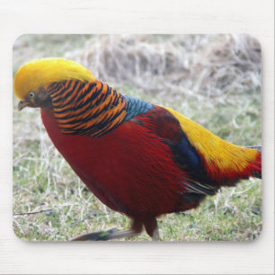 Golden Pheasant - Chrysolophus pictus Mousepad