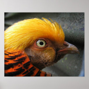 Golden Pheasant Poster