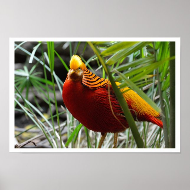 Golden Pheasant Poster (Vorne)