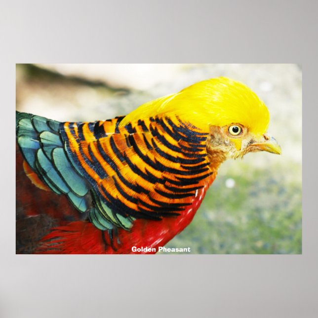 Golden Pheasant Poster (Vorne)