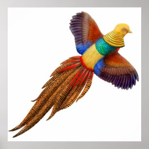 Golden Pheasant Print Poster