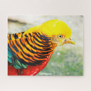 Golden Pheasant Puzzle