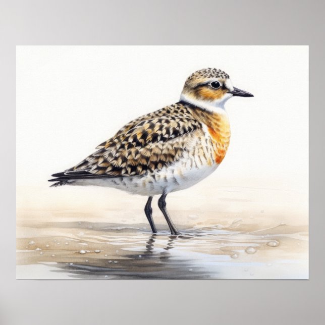 Golden Plover Bird Art Print Poster (Vorne)